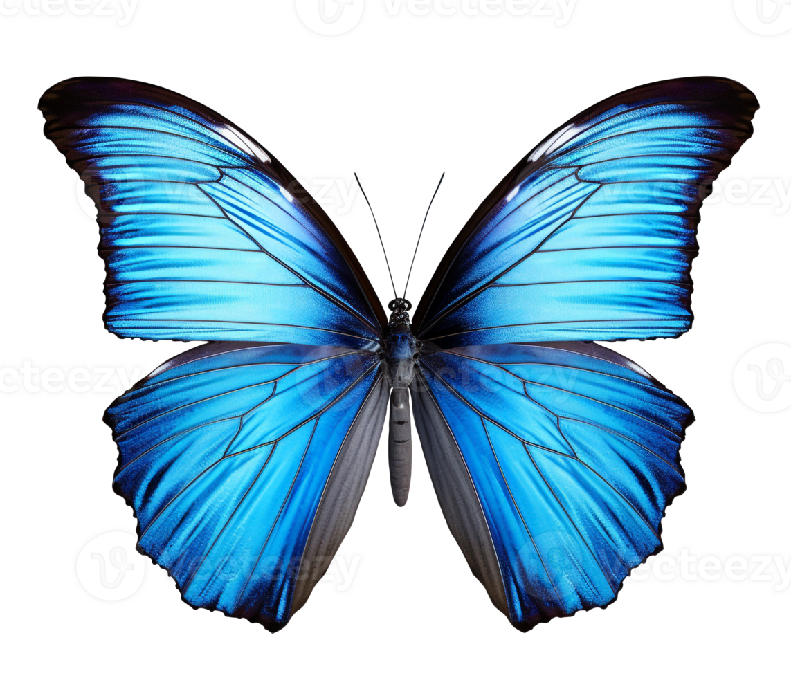 BG Butterflies Logo