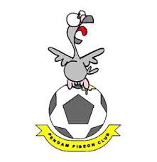 BG Pigeons Logo