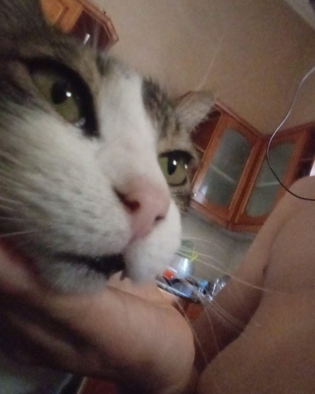 los adictos de la limonada